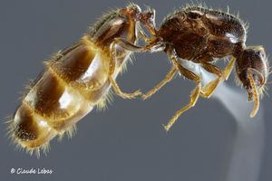 Trichomyrmex perplexus