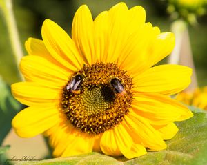 Le tournesol
