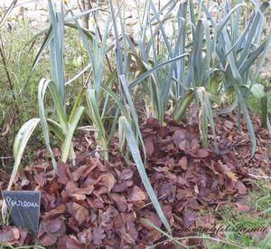 Que faire des feuilles mortes ?