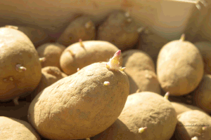 Planter les pommes de terre