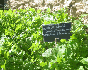 Après la récolte, je sème un engrais vert