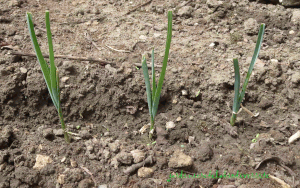 Planter des poireaux