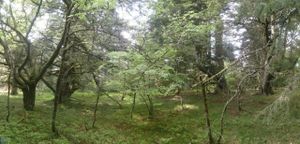 Les sapins trognes du bois de Charlannes