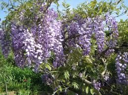 vous aviez dit "c'est le printemps" !