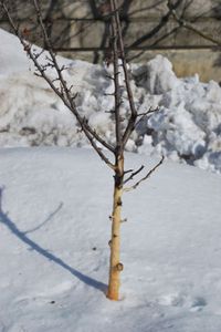 Winter Tree and Shrub Damage