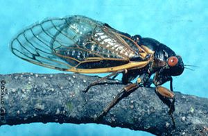 Emergence of Periodical Cicadas in Iowa