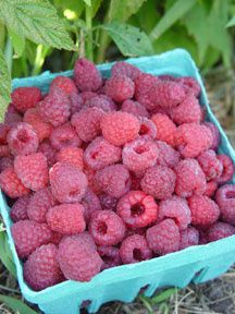 Raspberry Pruning