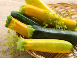 Growing Summer Squash