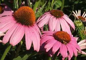 Coneflower