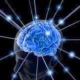 Le cerveau social