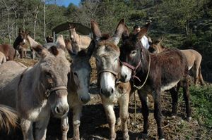 LE VERCORS, HINA COME BACK !