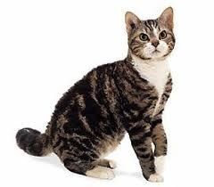 L'instant néerlandais du jour (2015_04_13): de kat