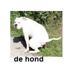 L'instant néerlandais du jour (2015_04_14): de hond
