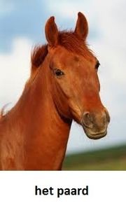 L'instant néerlandais du jour (2016_04_16): het paard
