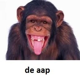 L'instant néerlandais du jour (2015_04_17): de aap