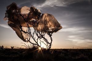 Des photographes engagés contre le sac plastique.