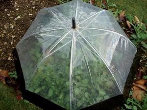 Un petit coin de parapluie