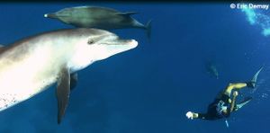 Date du prochain stage "Immersion avec les dauphins"