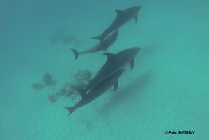 Les jeunes dauphins à l'abri nageant sous leurs mères