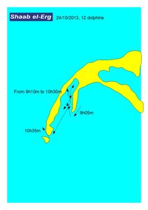 Impact direct du tourisme sur les dauphins
