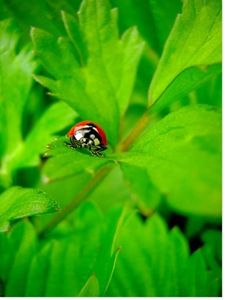 Comprendre: la biodiversité menacée