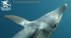 Tursiops aduncus