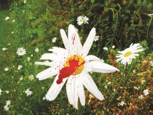 "Meurtre dans un jardin normand" du samedi 19 au dimanche 27 juillet (sauf lundi 21)