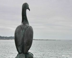 Le grand cormoran