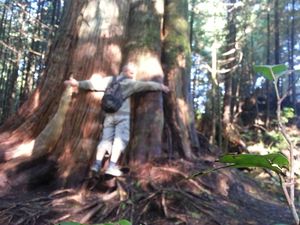 Vancouver Island #1 : Tofino