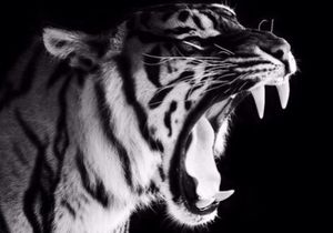 Roar (c'est pas de moi, c'est Katy Perry)
