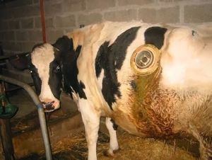 La vache à hublot incorporé, une nouvelle torture au nom de la science