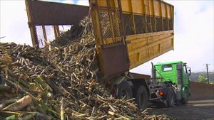 MARTINIQUE 1ÈRE Arrivée de la canne à sucre dans les distilleries