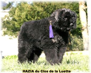 LES BOUVIERS DES FLANDRES DU CLOS DE LA LUETTE