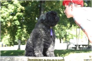 CHIOT BOUVIER DES FLANDRES DISPO au Clos de la Luette