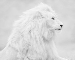 Le Troisième Jour, La Licorne, le Lion et la Colombe.