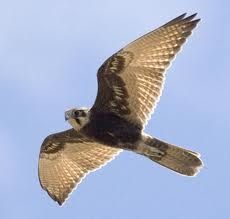 Le Troisième Jour, l'Aigle, le Griffon et le Faucon.