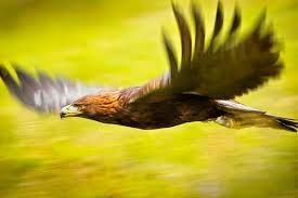 Le Troisième Jour, L'Aigle, le Griffon et le Faucon.