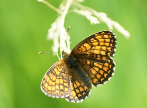 Chenille ou Papillon ?