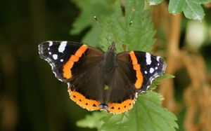 Chenille ou Papillon ?