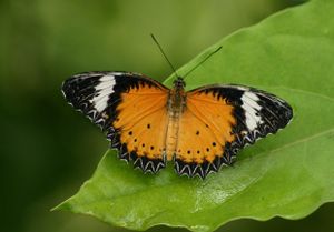 Chenille ou Papillon ?