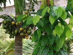 QUÊ NGOẠI