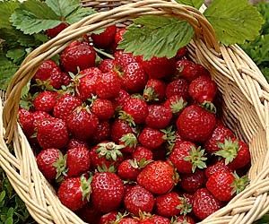 A la cueillette des premières fraises...
