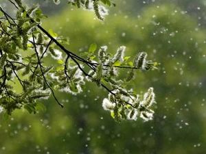 "Harmoniser les allergies avec le Reiki Arc-en-Ciel" (RainbowReiki®), conférence du samedi 8 mars à 12h, lors du Salon du Bien-être à Gouvieux