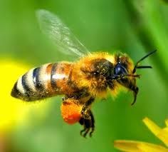 Une ruche dans mon jardin?