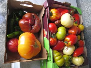 Des belles tomates du 1er juillet au 1er décembre