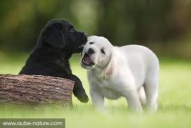Comment dresser un chiot labrador? | toimoinous31 Comment dresser un chiot labrador? | toimoinous31