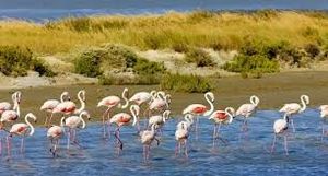 Des naturistes et des oiseaux ou un site SEVESO...?