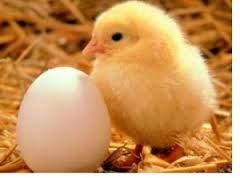 La poule ou l’œuf… ?