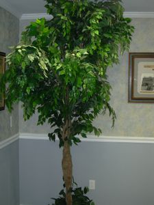 Piante in casa