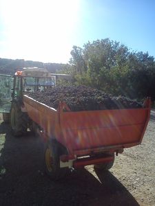 Le temps des vendanges....ou la saisonnalité des activités!
